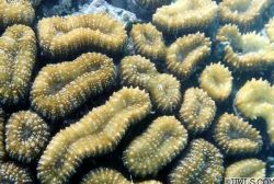 Coral - Saudi Arabia - Red Sea by Khalid A. Al-Shaikh 